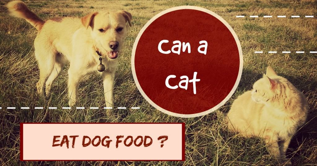 can a cat eat dog food header