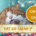Can a Cat Eat Dog Food? What You Need to Know as a Pawent