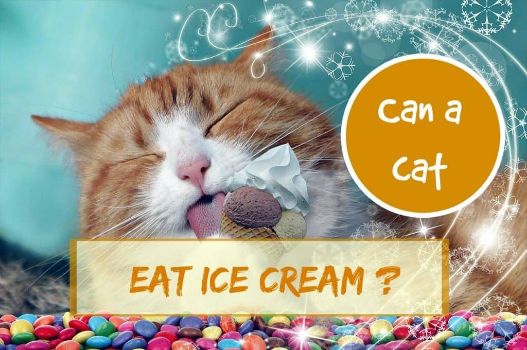 Can a Cat Eat Ice Cream ? | Fluffy Kitty