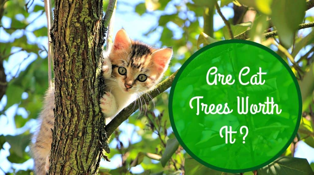 are cat trees worth it header