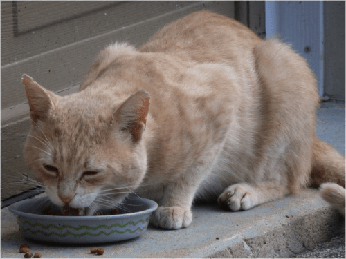 best food for cats with sensitive stomachs