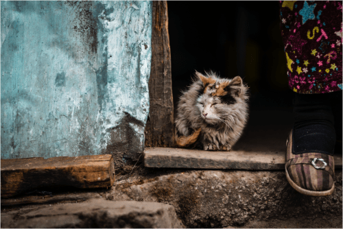 what to feed a stray cat