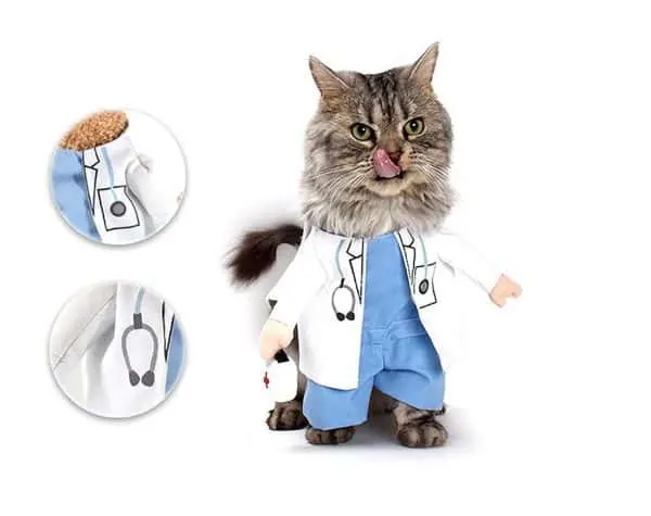 doctor-cat
