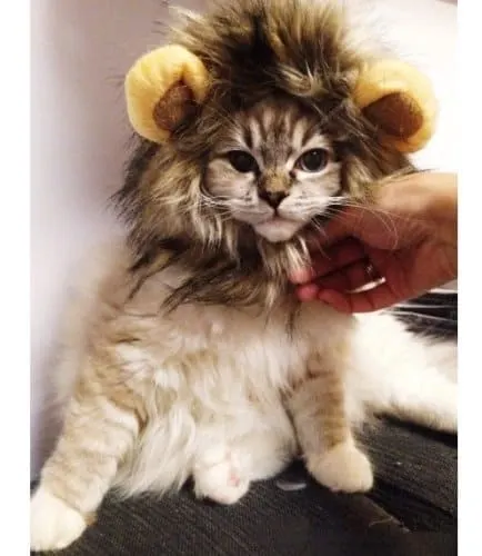 best halloween costume for cats lion
