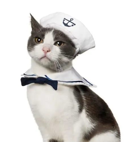 best halloween cat costume sailor