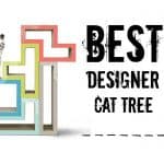 What Is a Cattery & How to Choose the Best Cattery