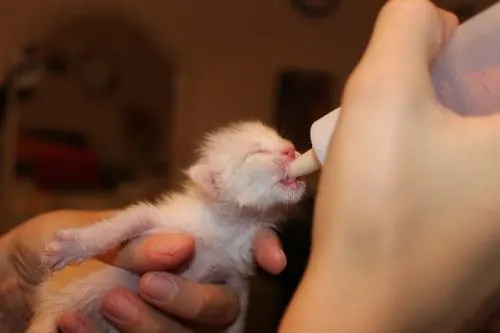 what kind of milk can i give a kitten