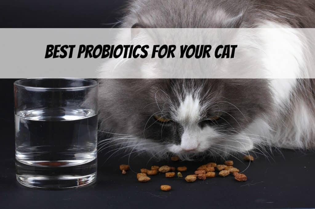best-probiotics-for-your-cat-header