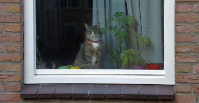 Cat in the window next to a plant