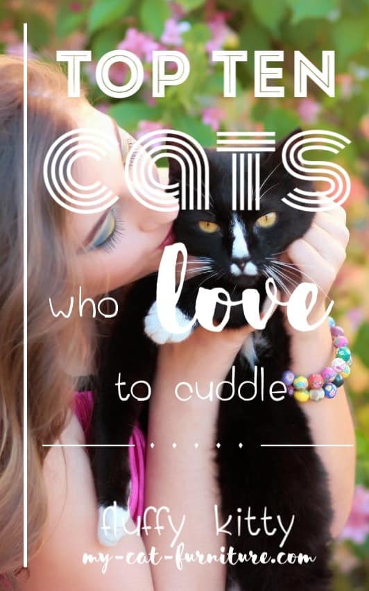 Best Cats for Cuddling | Fluffy Kitty