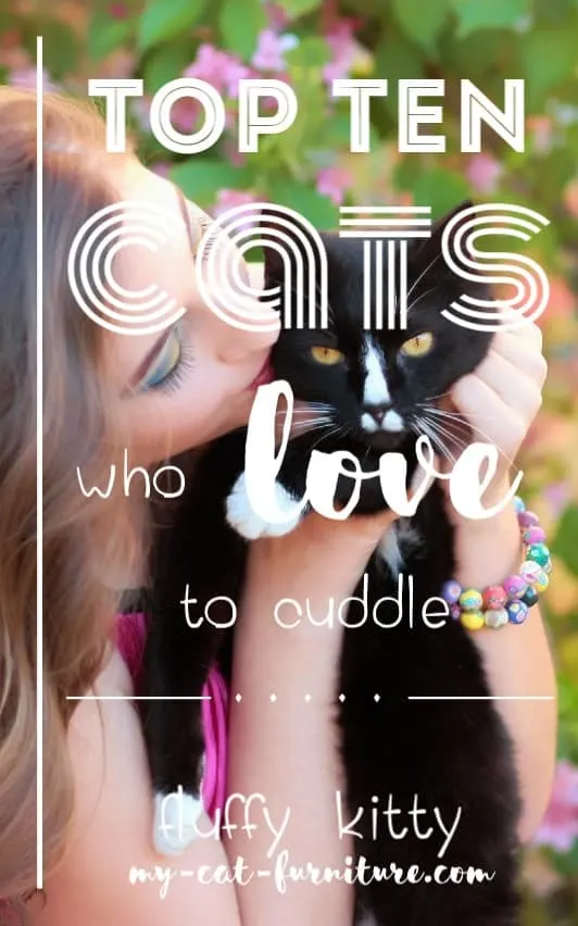 Best Cats for Cuddling | Fluffy Kitty