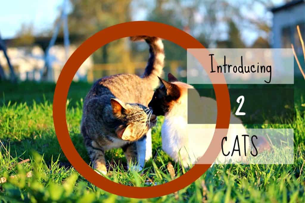 how-to-introduce-two-cats header