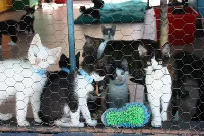 cats playing in a cattery