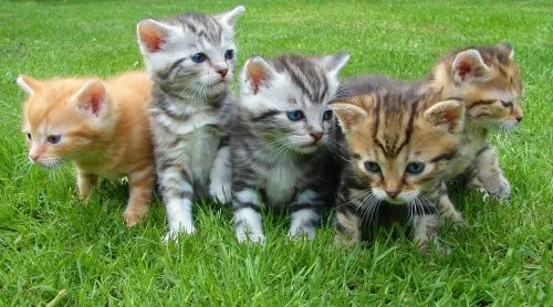 Kittens playing in grass