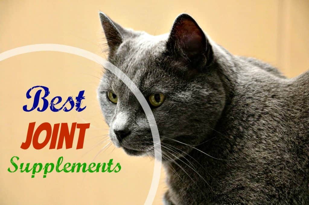 6 Best Joint Supplements for Cats {Guide + Reviews} The Fluffy Kitty