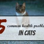 Best Heartworm Prevention For Cats
