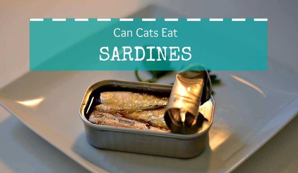can cats eat sardines header