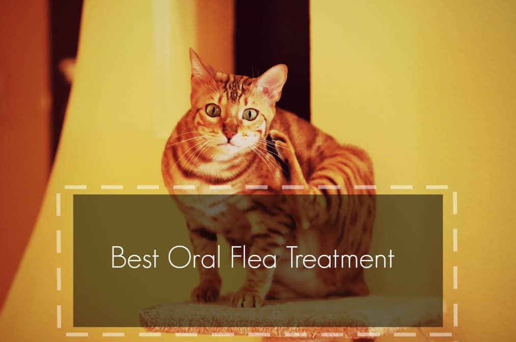 best oral flea treatment for cats header