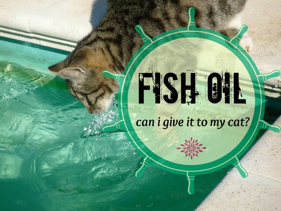 can I give my cat fish oil? | Fluffy Kitty