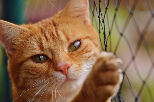 best oral flea treatment for cats