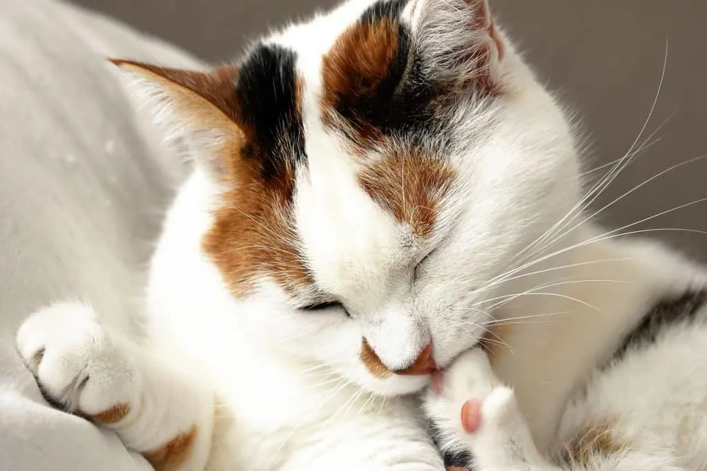 Can cats drink vinegar?