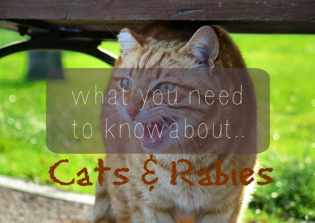 Cats and Rabies