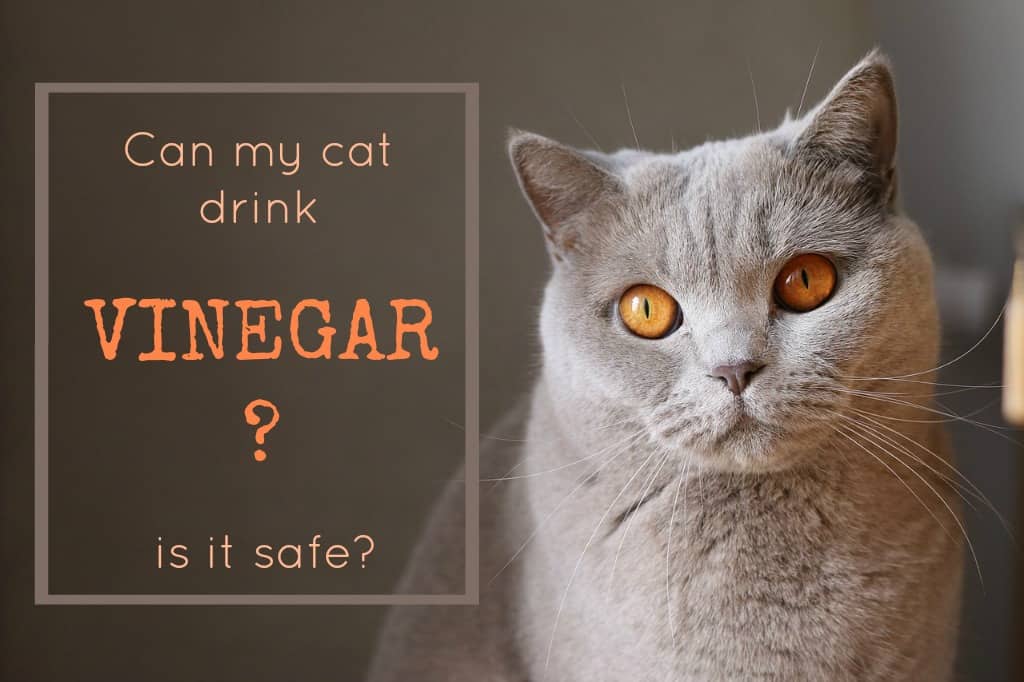 Can cats drink vinegar?