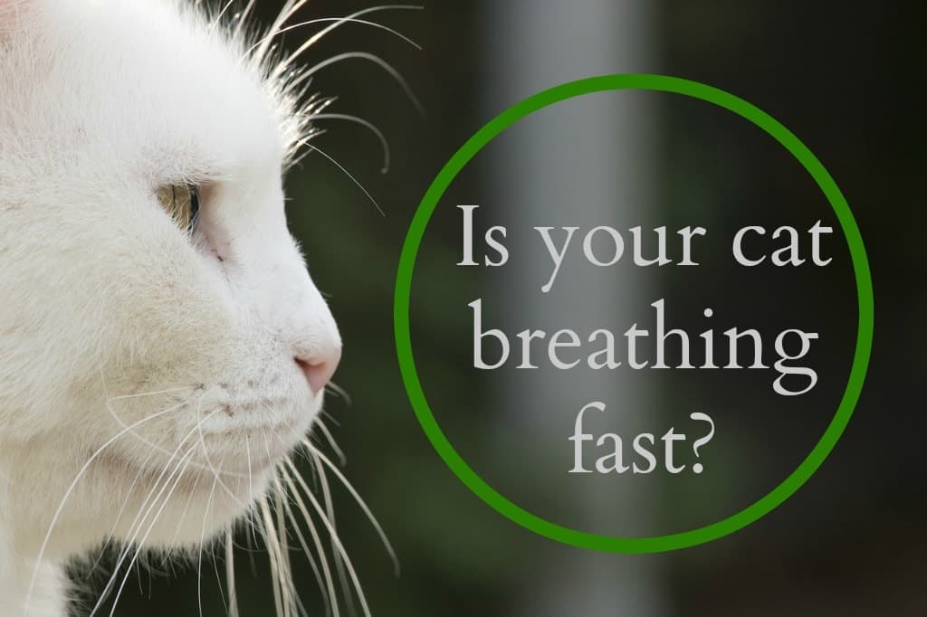 My Cat's Breathing Fast: What Should I Do?