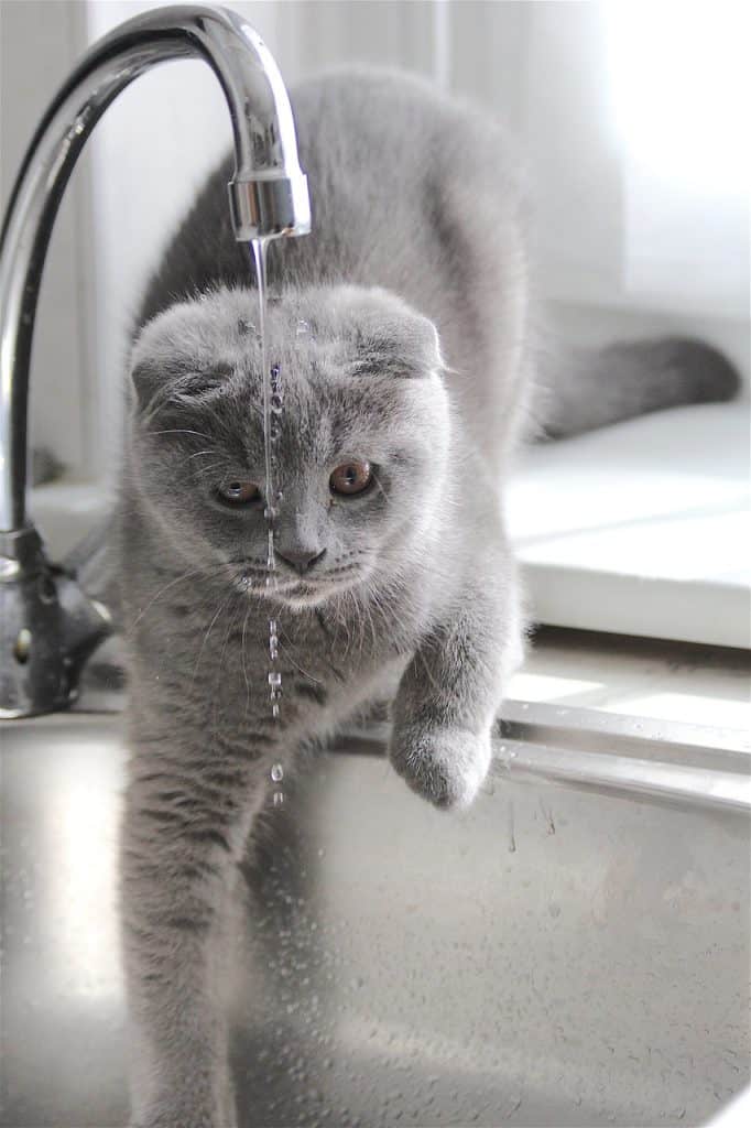 Excessive thirst in cats | Fluffy Kitty