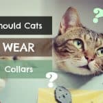 Should I Put a Bell on My Cat’s Collar? Pros and Cons