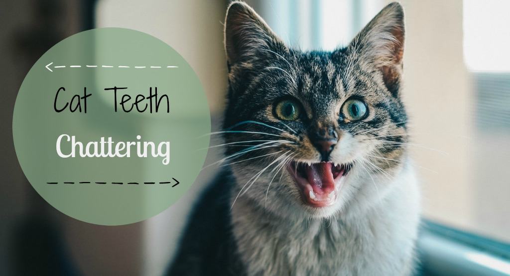 Cat Teeth Chattering | Fluffy Kitty