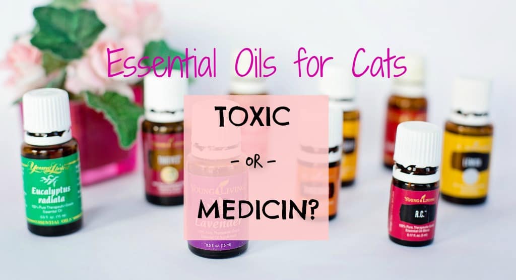 Can I Use Essential Oils on My Cat ? Fluffy Kitty