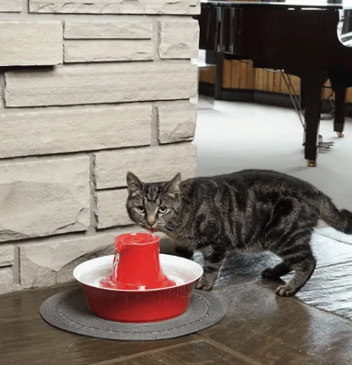 best water fountain for a cat