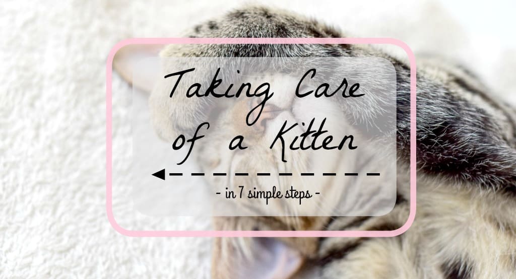 How to Take Care of a Kitten | Fluffy Kitty