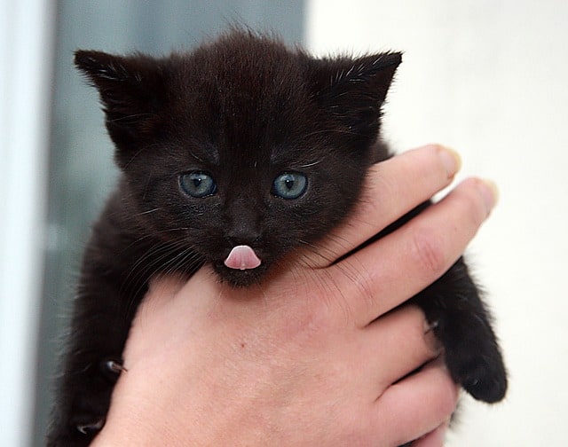 person holding black kitten sticking its tongue out