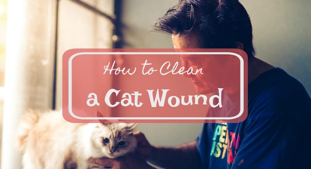 How to Clean a Cat Wound | Fluffy Kitty