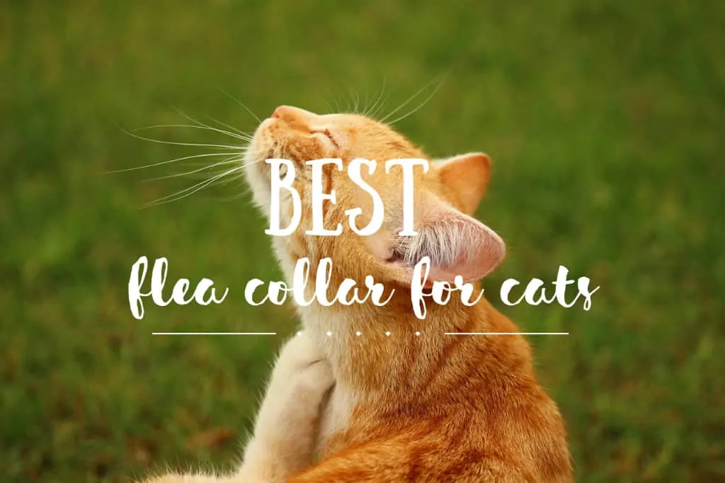 Best Flea Collar for Cats