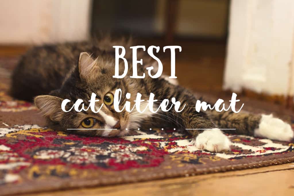 Best Cat Litter Mat | Fluffy Kitty