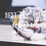 Best Cat Food for Older Cats with Teeth Problems