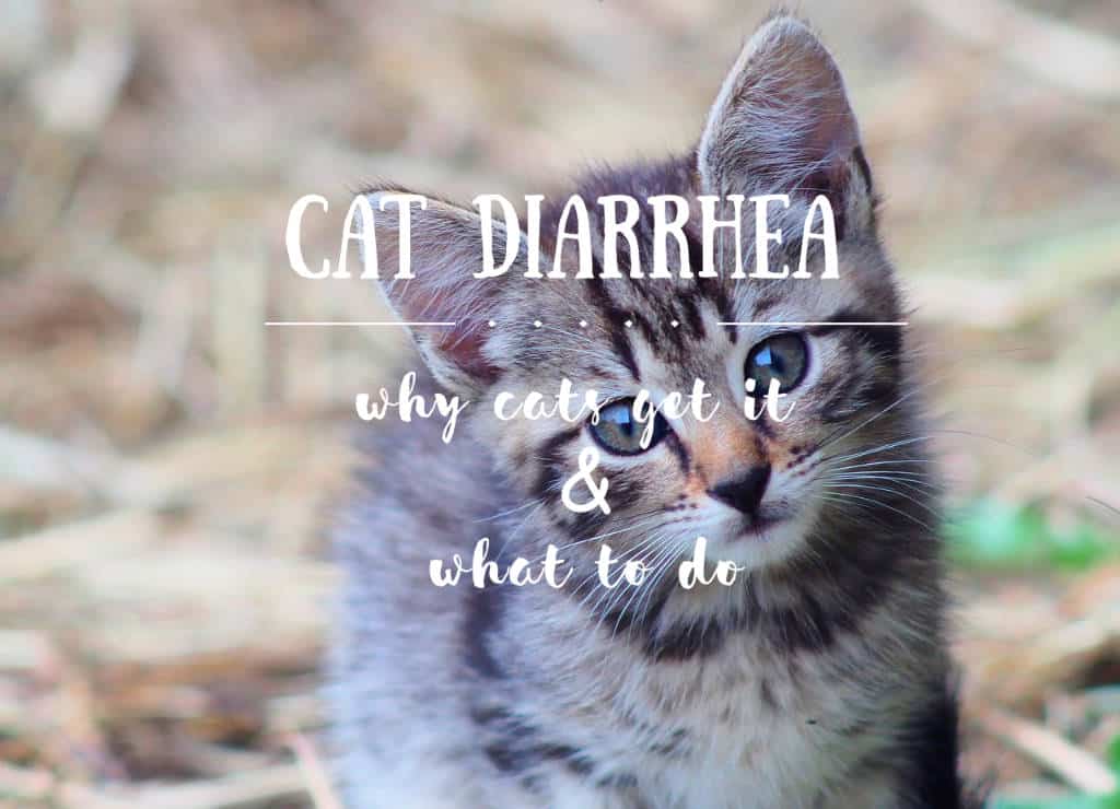my cat has diarrhea but seems fine / Fluffy Kitty