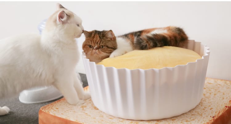 Fluffy Kitty Review: Cozy Egg Tart Cat Bed