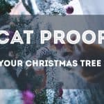 What Are the Best Christmas Gifts for Cats?