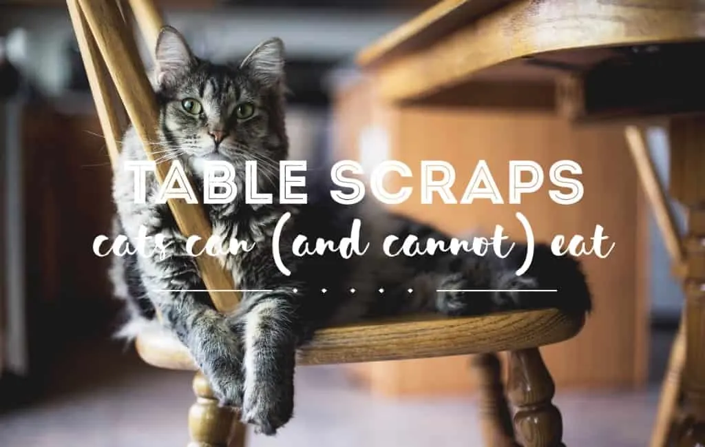 Can Cats Eat Table Scraps? | Fluffy Kitty