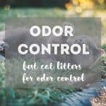 The Most Common Types of Worms in Cats | Ultimate Guide