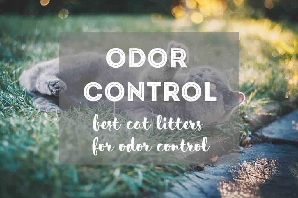 Best Cat Litter for Odor Control | Fluffy Kitty