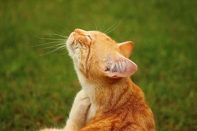 can cats tale Benadryl? || Fluffy Kitty