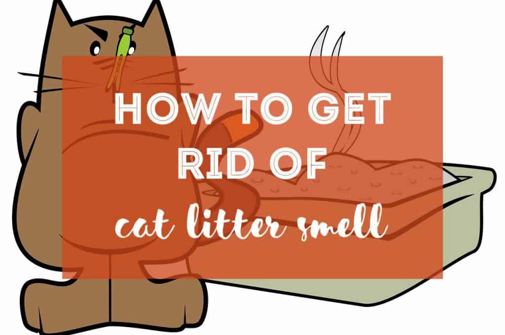 How to Get Rid of Cat Litter Smell | Fluffy Kitty