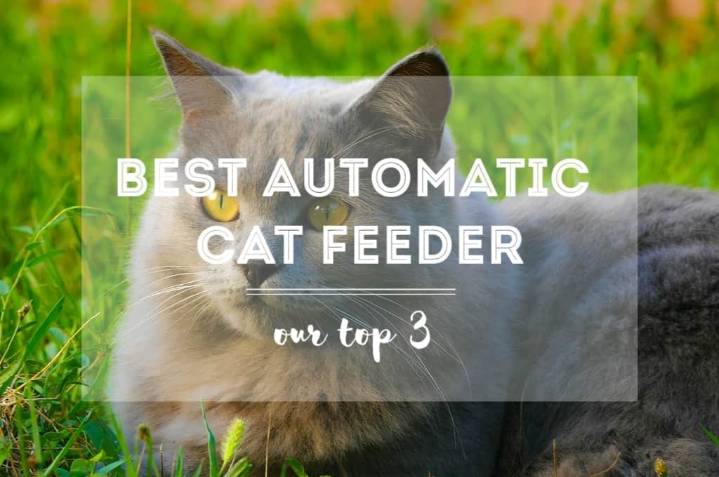 Best Automatic Cat Feeder | FK