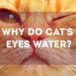Why Is My Cat Always Hungry? 3 Possible Causes
