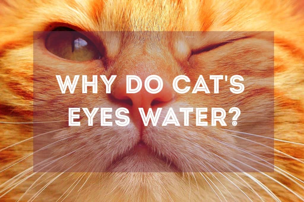 Why Do Cat’s Eyes Water? Causes & Solutions Fluffy Kitty
